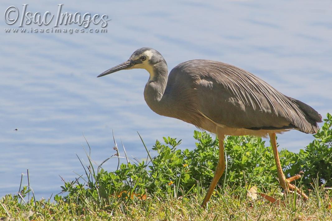 Click image for larger version

Name:	3415-White_Faced_Heron.jpg
Views:	51
Size:	115.5 KB
ID:	481428