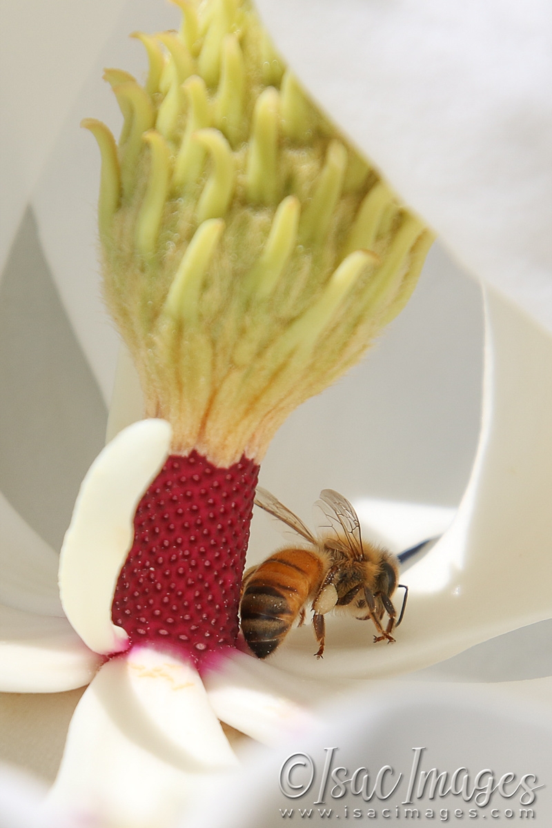 Click image for larger version

Name:	3520-Bees_In_Magnolia.jpg
Views:	47
Size:	420.2 KB
ID:	481489