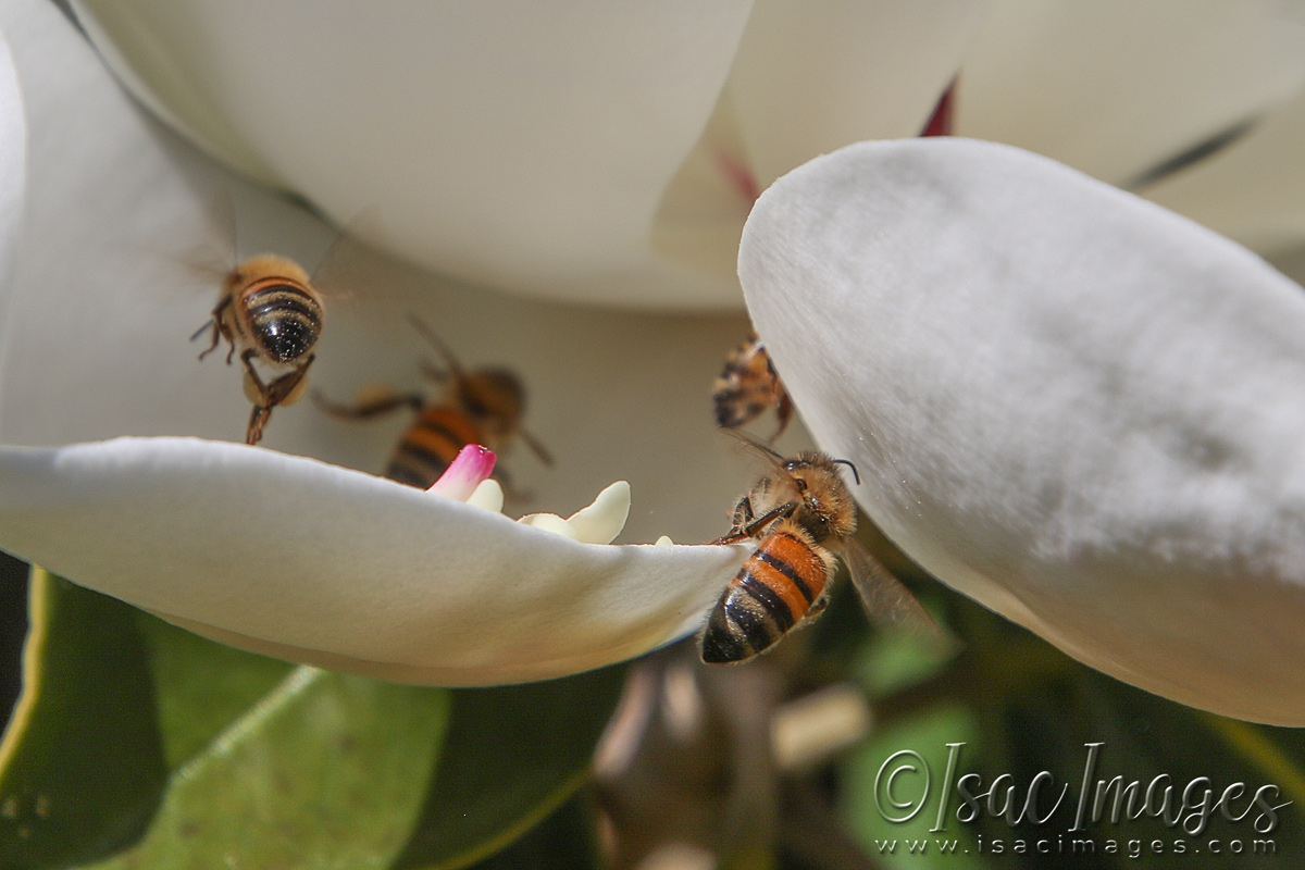 Click image for larger version

Name:	3372-Bees_In_Magnolia.jpg
Views:	47
Size:	495.5 KB
ID:	481490