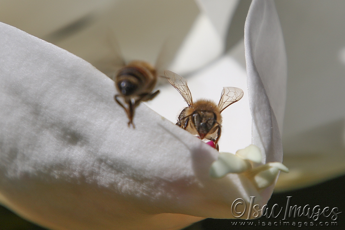 Click image for larger version

Name:	3392-Bees_In_Magnolia.jpg
Views:	48
Size:	472.6 KB
ID:	481491