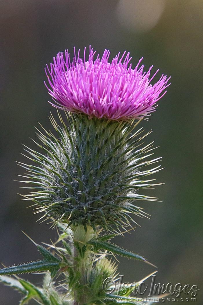 Click image for larger version

Name:	3588-Pink_Thistle.jpg
Views:	45
Size:	108.8 KB
ID:	481496