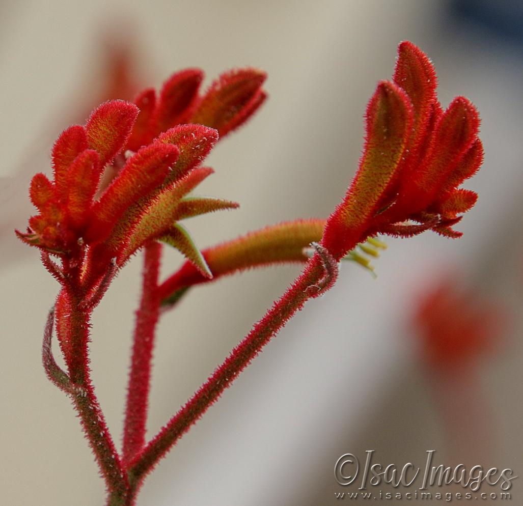 Click image for larger version

Name:	3466-Red_Kangaroo_Paws.jpg
Views:	40
Size:	88.1 KB
ID:	481497