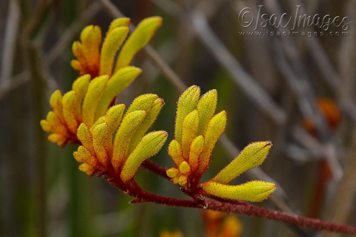 Click image for larger version

Name:	3465-Yellow_Kangaroo_Paws.jpg
Views:	37
Size:	83.6 KB
ID:	481498