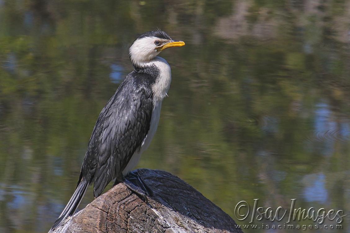 Click image for larger version

Name:	3481-Little_Pied_Cormorant.jpg
Views:	40
Size:	88.3 KB
ID:	481503