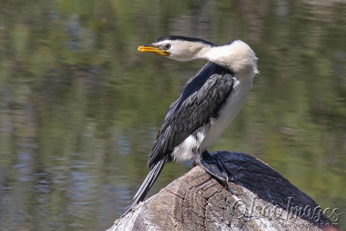 Click image for larger version

Name:	3473-Little_Pied_Cormorant.jpg
Views:	43
Size:	100.5 KB
ID:	481504