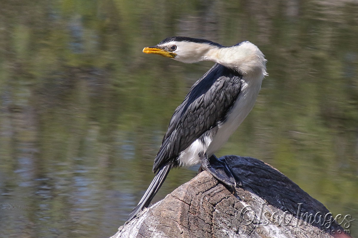 Click image for larger version

Name:	3473-Little_Pied_Cormorant-1.jpg
Views:	37
Size:	489.8 KB
ID:	481547