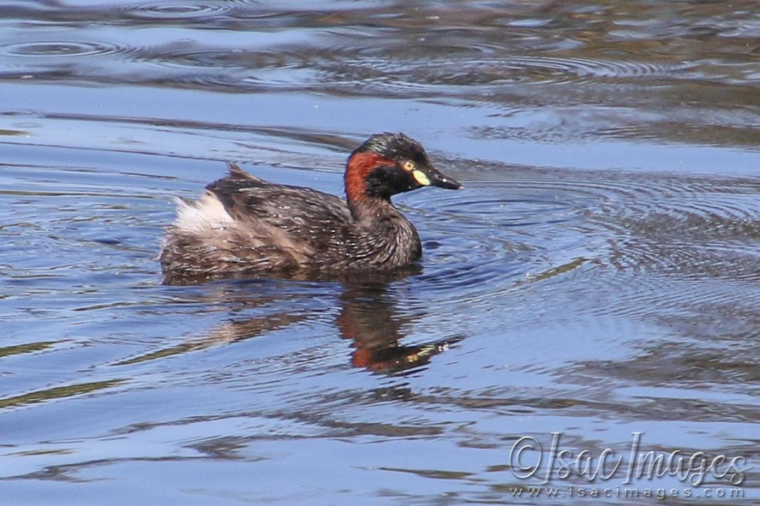 Click image for larger version

Name:	3618-Grebe.jpg
Views:	53
Size:	122.4 KB
ID:	481632