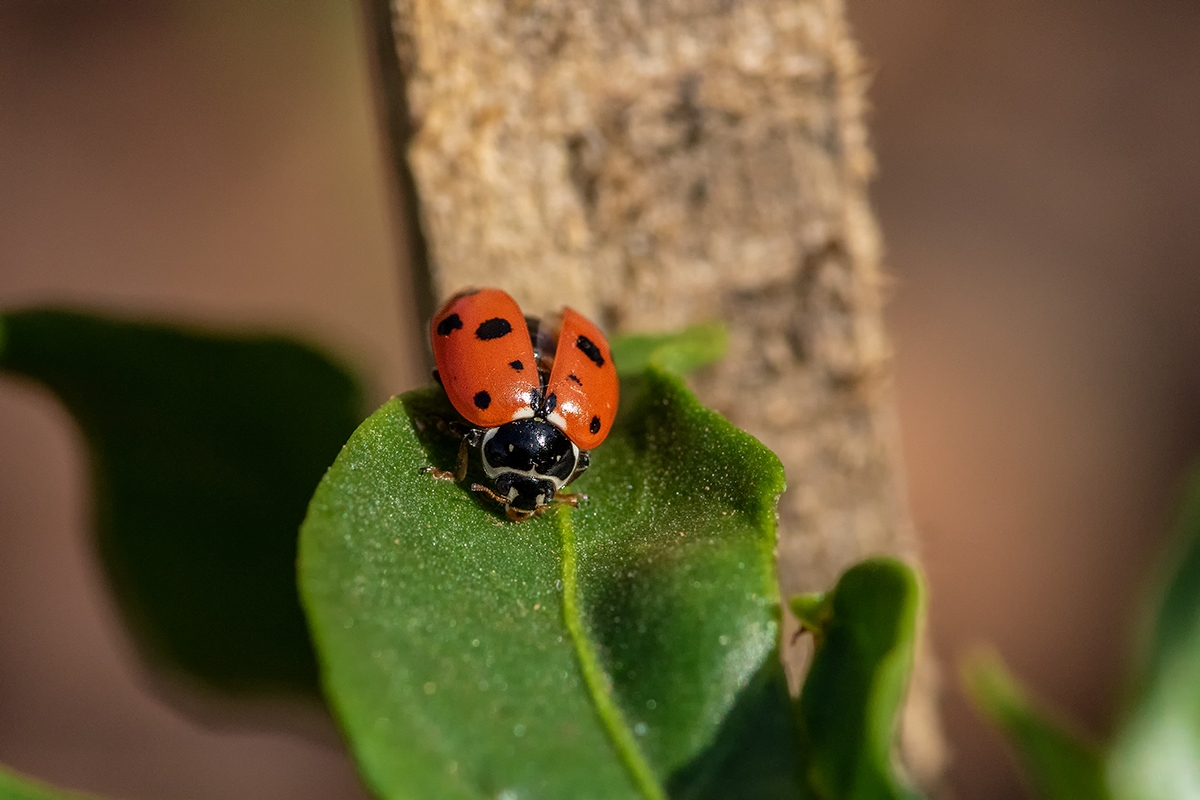 Click image for larger version

Name:	Ladybug 15.jpg
Views:	74
Size:	491.4 KB
ID:	481986