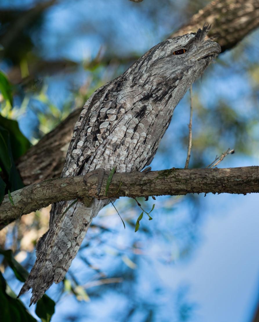 Click image for larger version

Name:	20211203_Frogmouths_0002-Edit.jpg
Views:	117
Size:	118.0 KB
ID:	482028