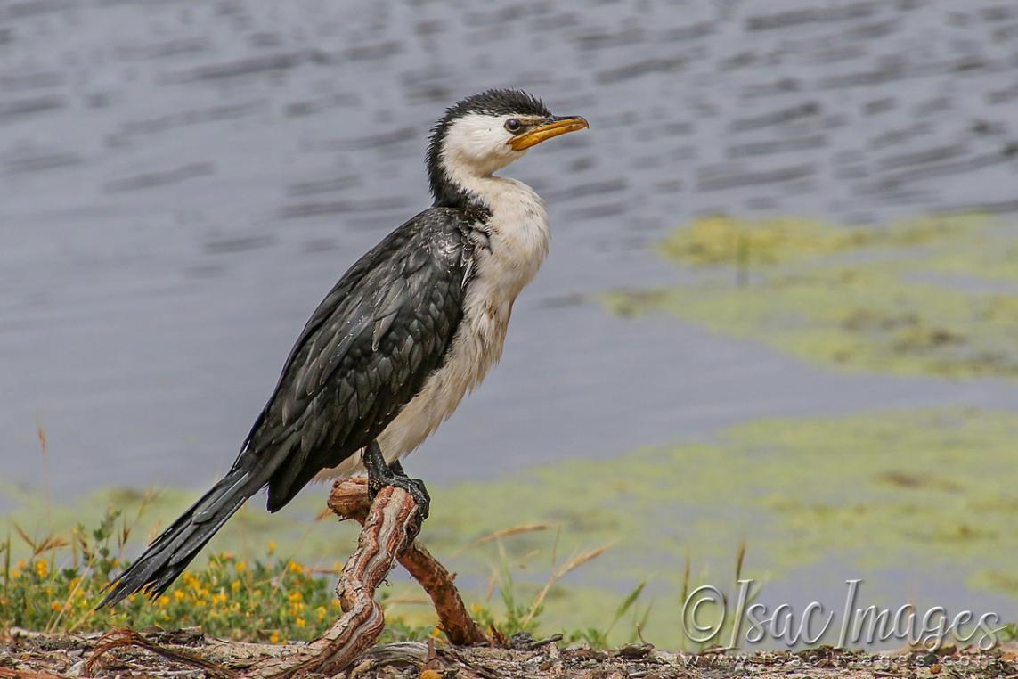 Click image for larger version

Name:	3754-Little_Pied_Cormorant.jpg
Views:	60
Size:	89.0 KB
ID:	482819