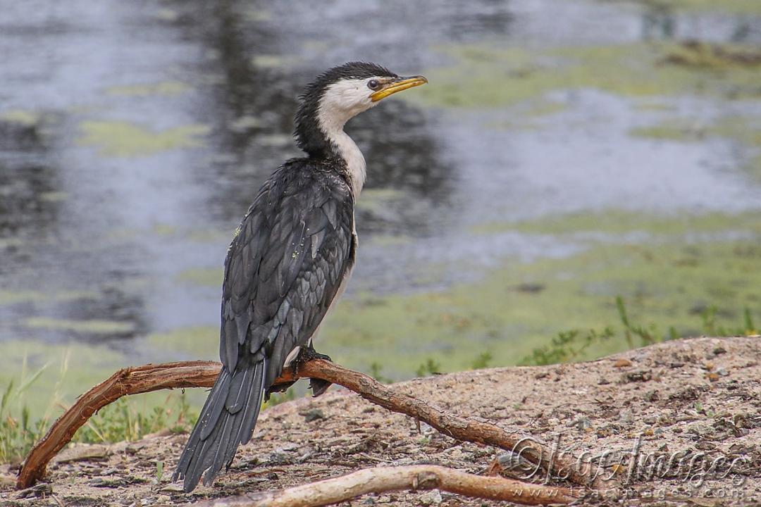 Click image for larger version

Name:	3732-Little_Pied_Cormorant.jpg
Views:	55
Size:	108.3 KB
ID:	482821