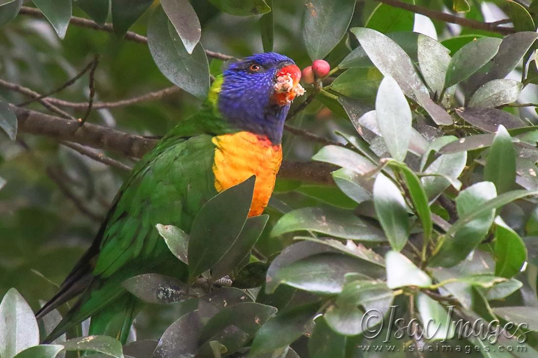 Click image for larger version

Name:	3714-Rainbow_Lorikeet.jpg
Views:	53
Size:	108.1 KB
ID:	482822