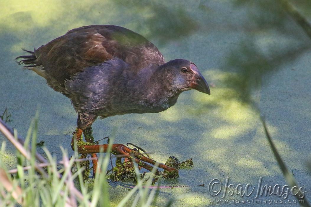 Click image for larger version  Name:	3951-Swamphen_Juvenile.jpg Views:	7 Size:	108.2 KB ID:	482827