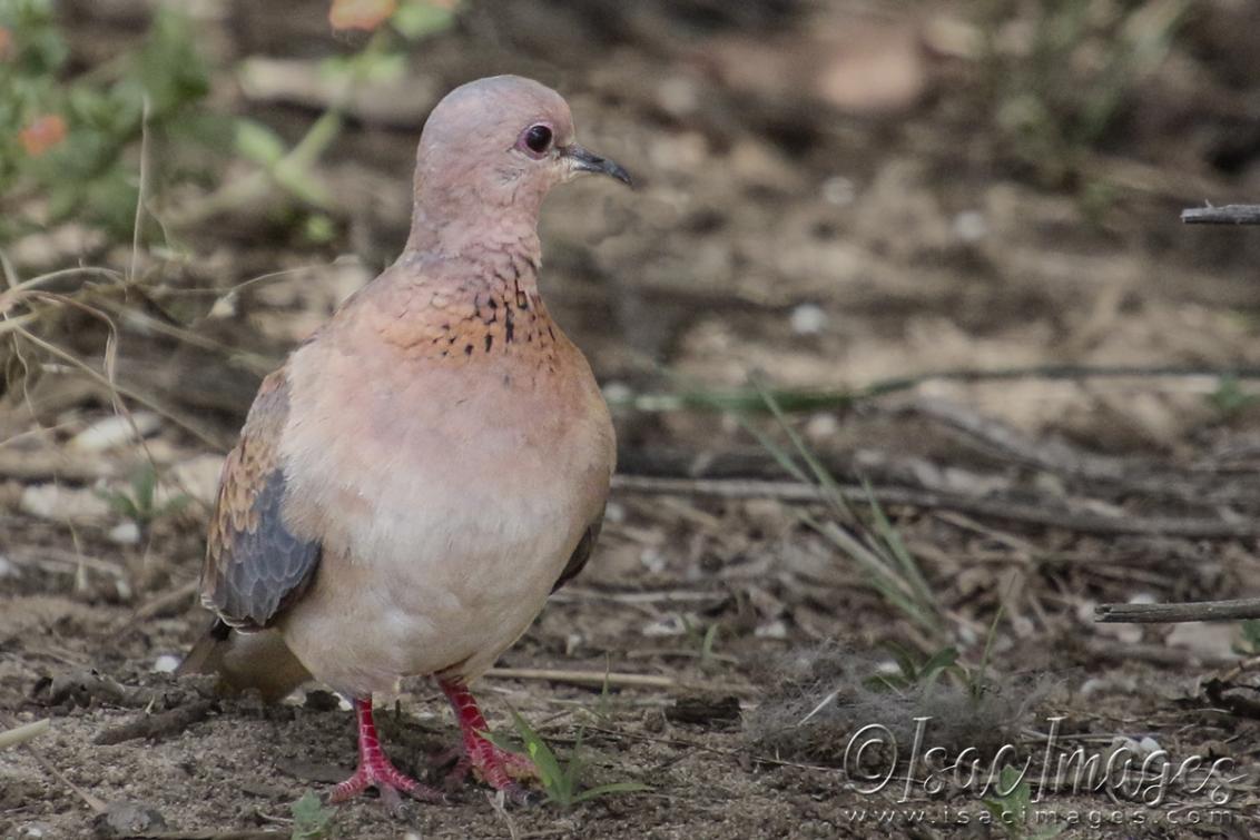 Click image for larger version  Name:	3840-Laughing_Dove.jpg Views:	7 Size:	105.3 KB ID:	482828