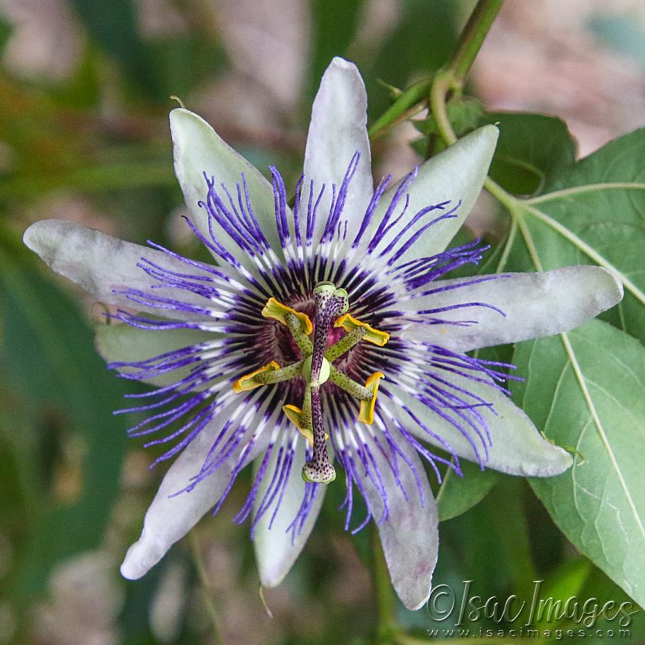 Click image for larger version

Name:	3682-Passionfruit_Flower.jpg
Views:	42
Size:	123.4 KB
ID:	482831