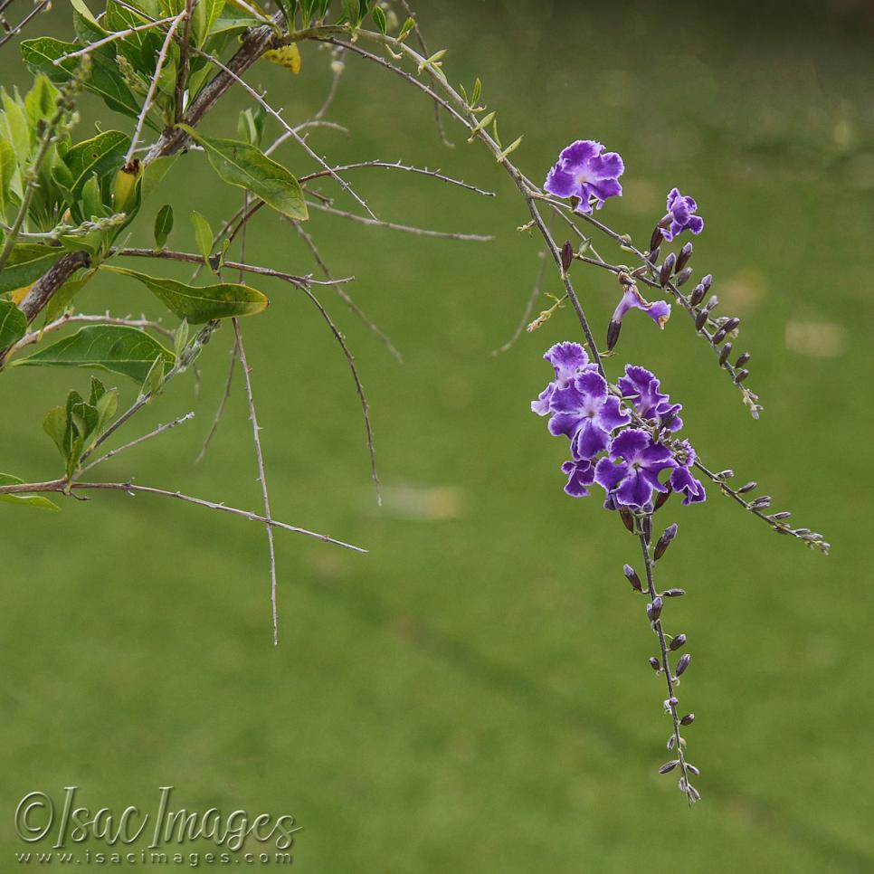 Click image for larger version

Name:	3766-Purple_Flower-Duranta_Repens.jpg
Views:	43
Size:	96.4 KB
ID:	482833