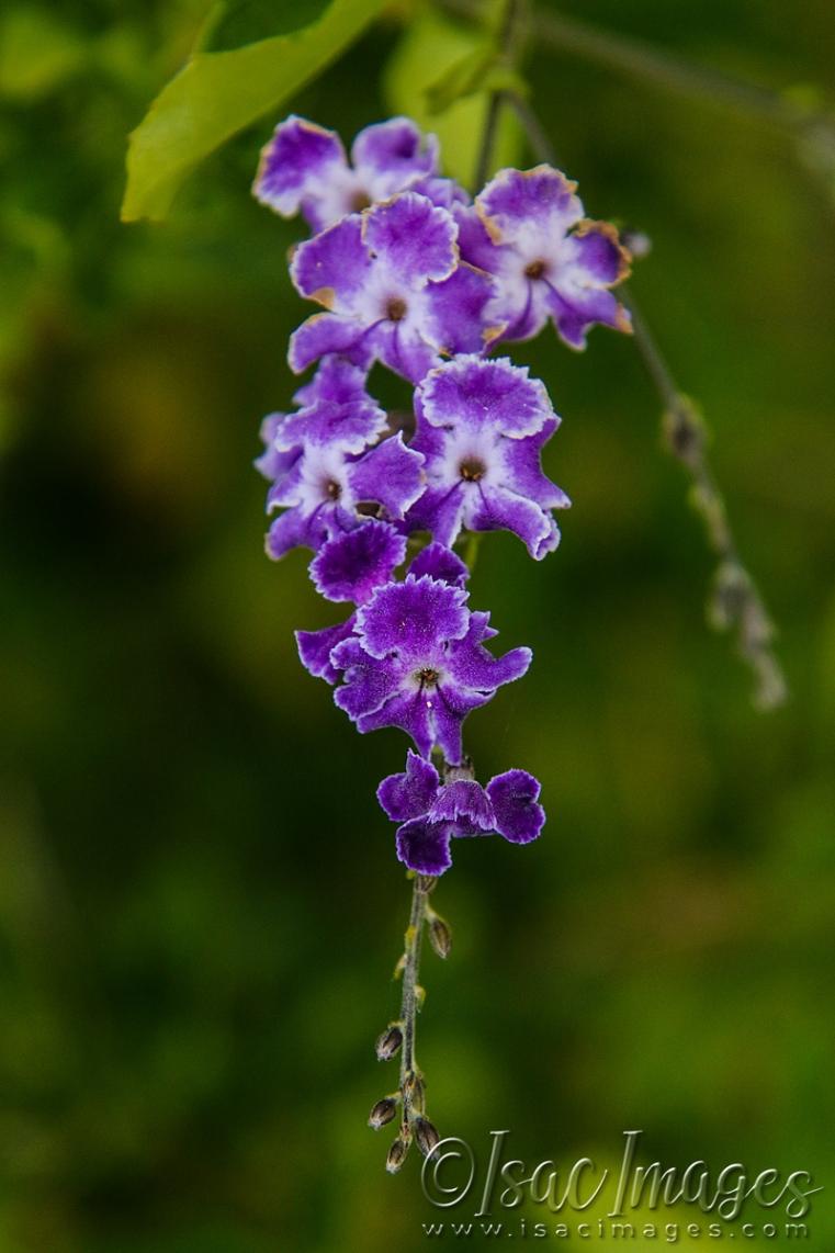 Click image for larger version

Name:	3681-Purple_Flower-Duranta_Repens.jpg
Views:	37
Size:	71.6 KB
ID:	482834