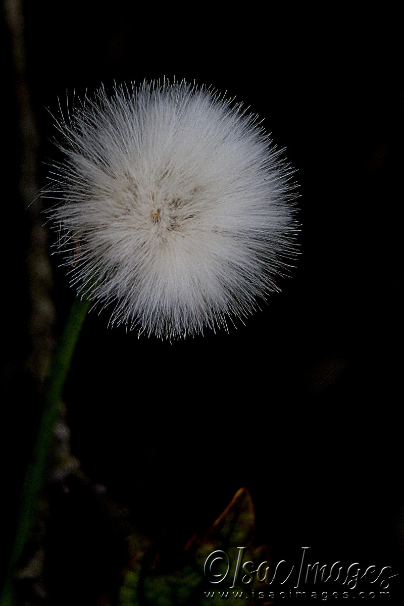 Click image for larger version

Name:	3680-Dandelion.jpg
Views:	48
Size:	339.3 KB
ID:	482837