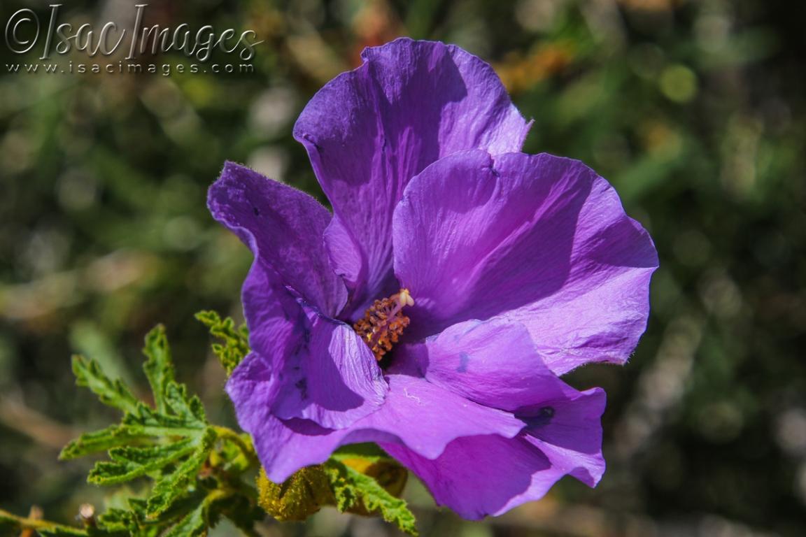 Click image for larger version

Name:	3880-Australian_Native_Hibiscus.jpg
Views:	45
Size:	89.4 KB
ID:	482838