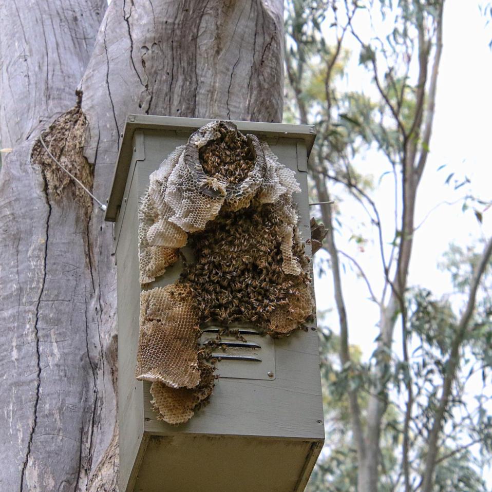 Click image for larger version

Name:	3687-Bees_In-Birdbox.jpg
Views:	62
Size:	151.2 KB
ID:	482841