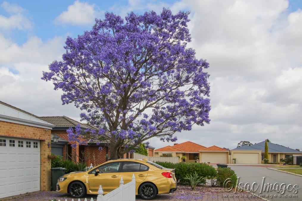 Click image for larger version

Name:	3894-Jacaranda.jpg
Views:	58
Size:	120.8 KB
ID:	482844