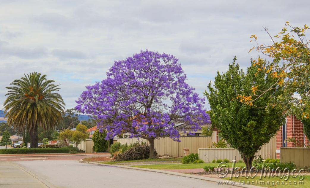 Click image for larger version

Name:	3767-Jacaranda.jpg
Views:	55
Size:	113.2 KB
ID:	482845