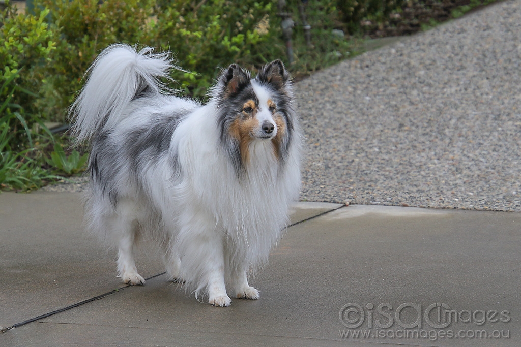 Click image for larger version

Name:	9701-Collie_Dog.jpg
Views:	101
Size:	486.8 KB
ID:	473435