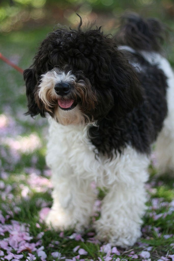 Click image for larger version

Name:	Havanese.jpg
Views:	112
Size:	111.6 KB
ID:	464667