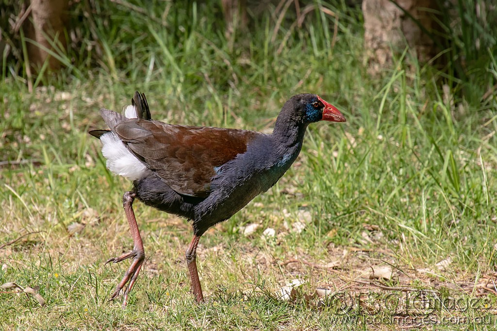 Click image for larger version

Name:	1542-Purple_Swamphen.jpg
Views:	54
Size:	259.1 KB
ID:	466789