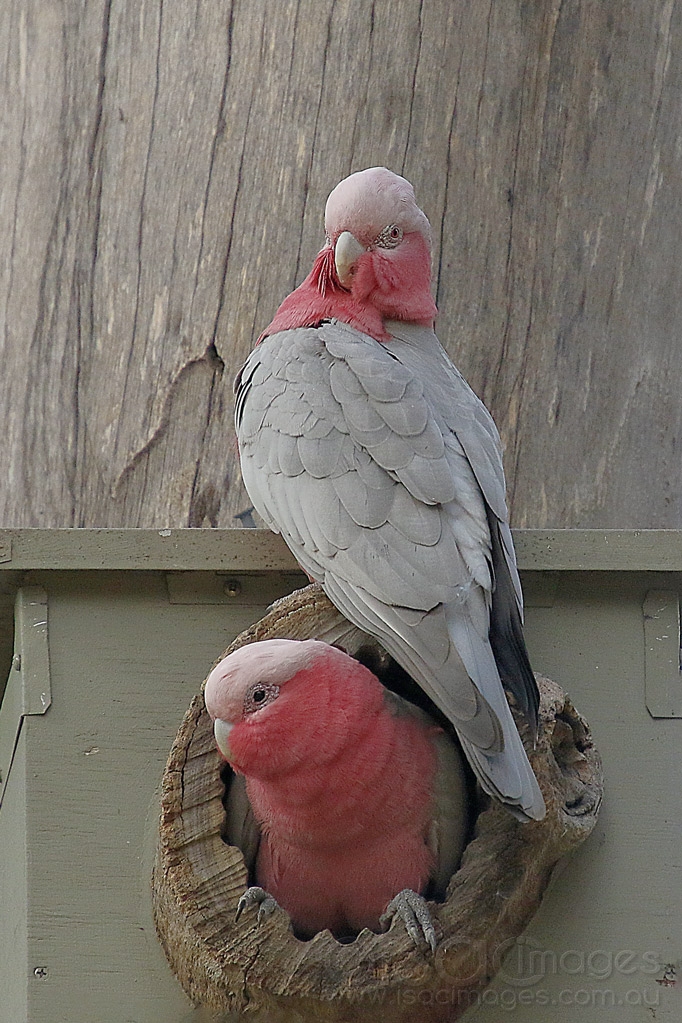 Click image for larger version

Name:	8032-Pink_Grey_Birdbox.jpg
Views:	52
Size:	529.0 KB
ID:	472624