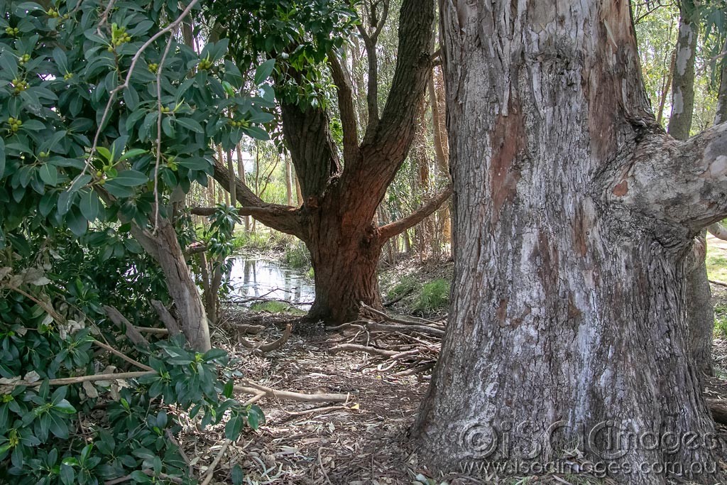 Click image for larger version

Name:	1649-Trees_at_the_Lake.jpg
Views:	67
Size:	320.2 KB
ID:	466829