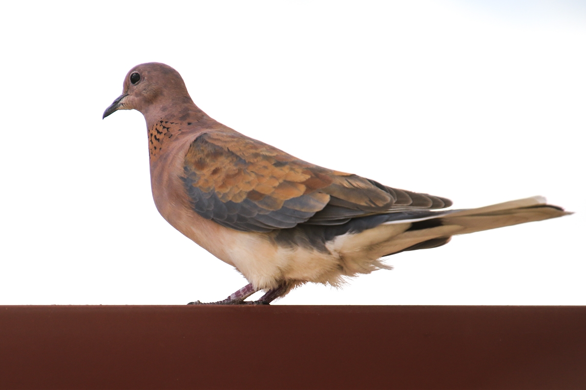 Click image for larger version

Name:	4459-Laughing_Dove.jpg
Views:	271
Size:	247.1 KB
ID:	482926