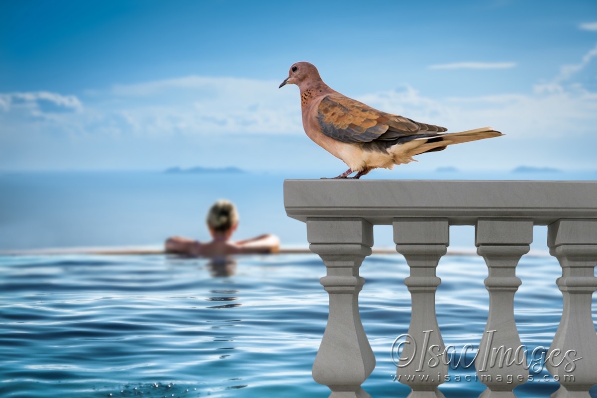 Click image for larger version

Name:	4459-Laughing_Dove-POOL.jpg
Views:	70
Size:	402.9 KB
ID:	482927