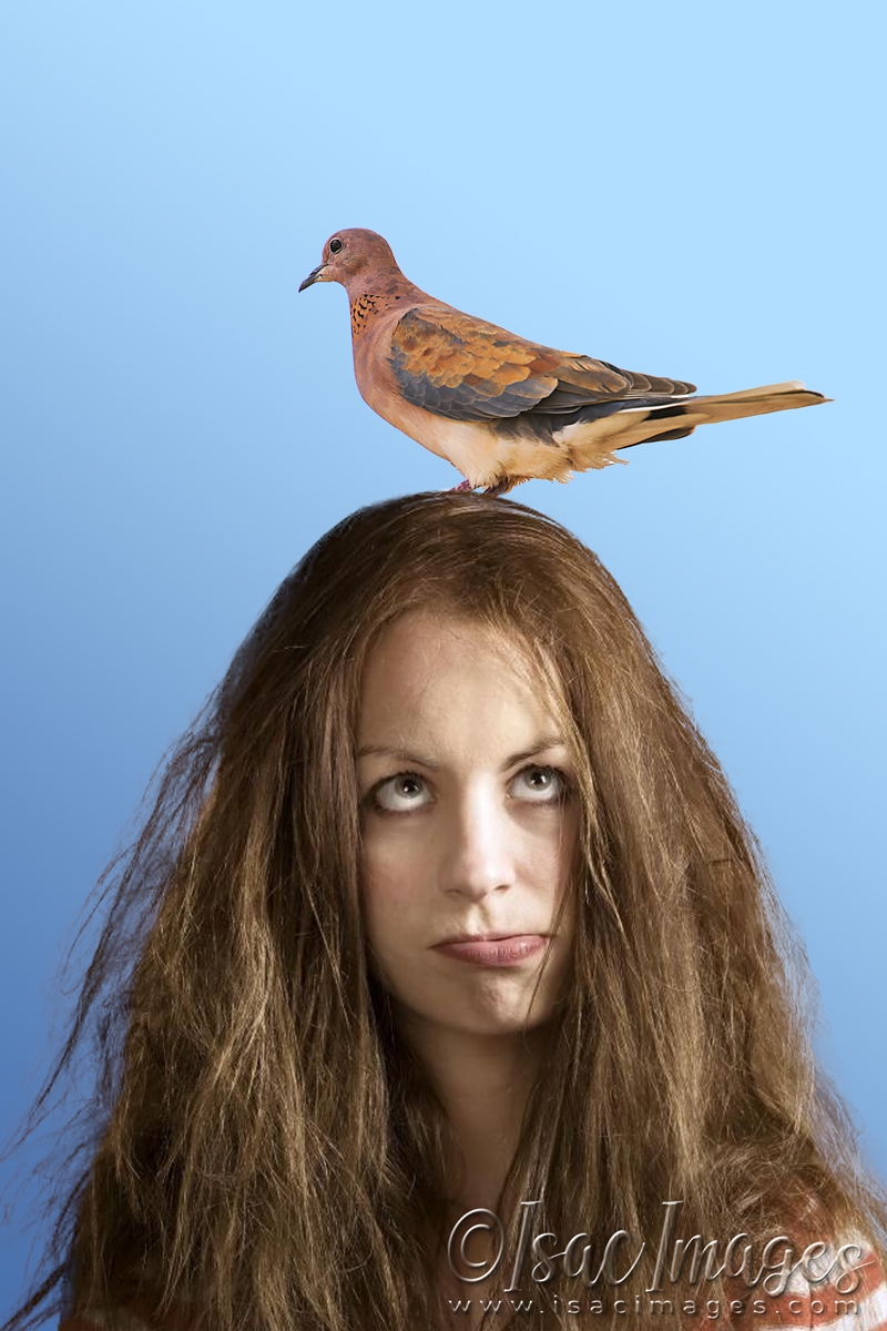 Click image for larger version

Name:	4459-Laughing_Dove-HAIR.jpg
Views:	84
Size:	397.3 KB
ID:	482929