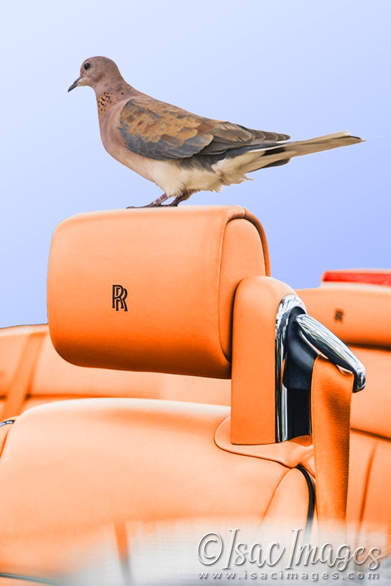 Click image for larger version

Name:	4459-Laughing_Dove-ROLLS_ROYCE.jpg
Views:	72
Size:	355.1 KB
ID:	482930