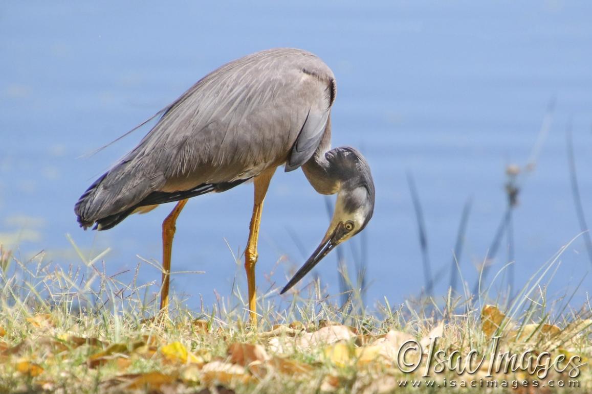 Click image for larger version

Name:	4330-White_Faced_Heron.jpg
Views:	79
Size:	91.7 KB
ID:	482939