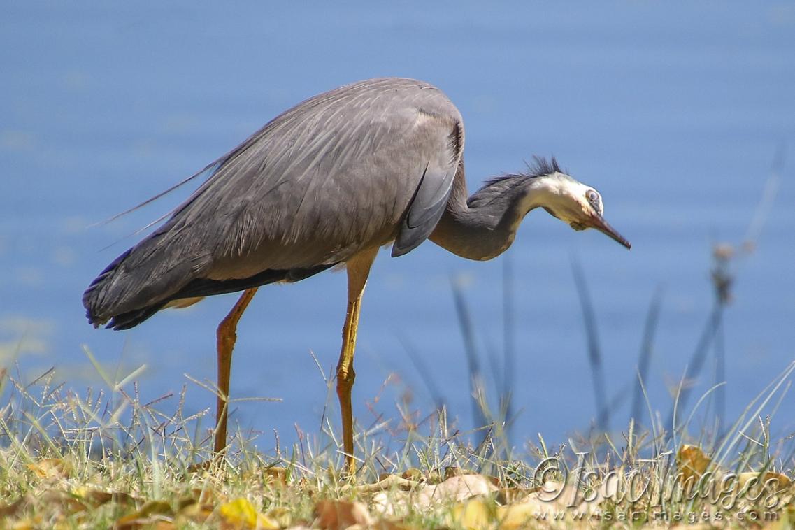 Click image for larger version

Name:	4331-White_Faced_Heron.jpg
Views:	75
Size:	92.3 KB
ID:	482941