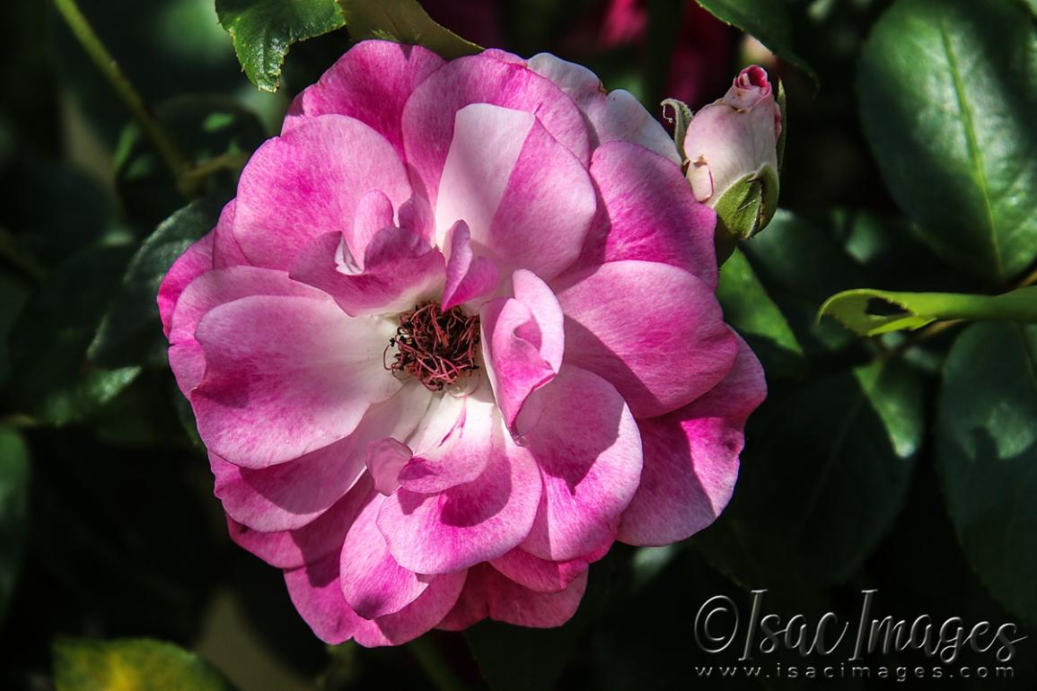 Click image for larger version

Name:	4079-Pink_Rose.jpg
Views:	74
Size:	96.8 KB
ID:	482991