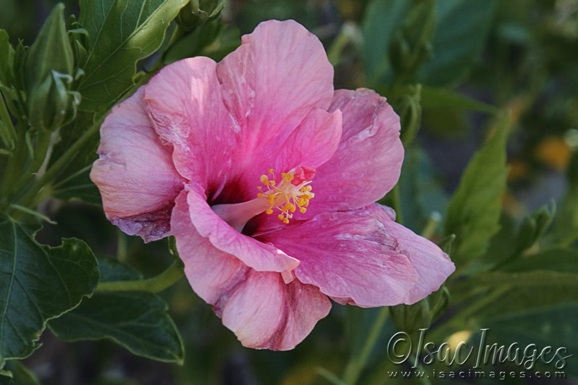 Click image for larger version

Name:	4484-Pink_Hibiscus.jpg
Views:	69
Size:	89.3 KB
ID:	482994