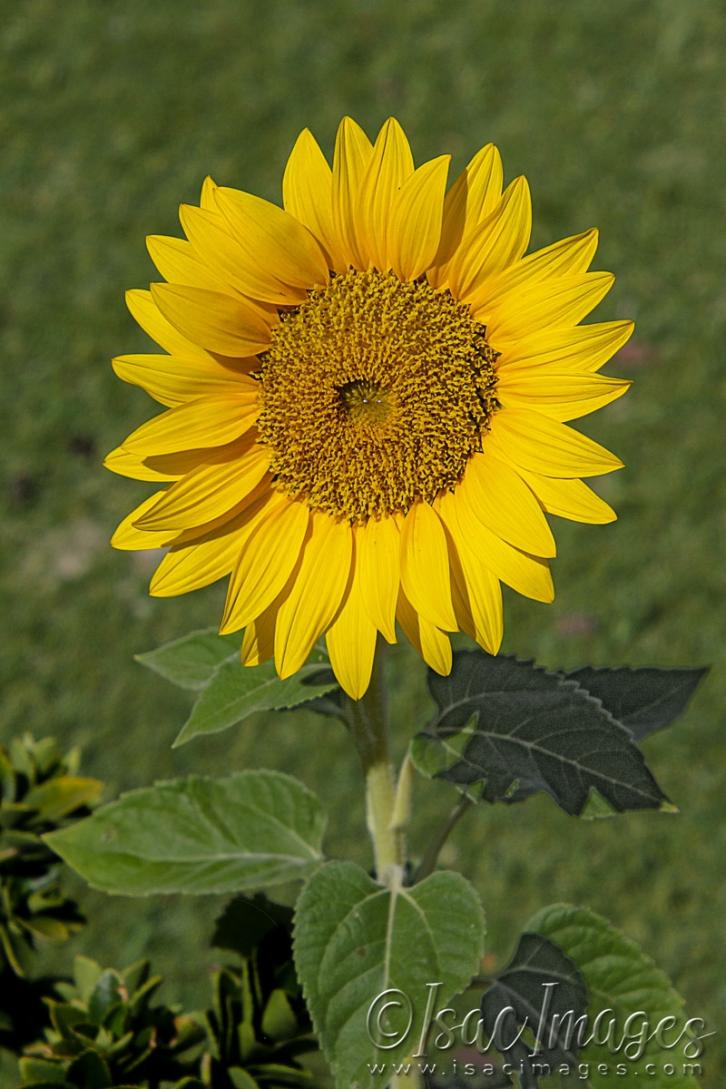 Click image for larger version

Name:	4584-Sunflower.jpg
Views:	60
Size:	100.1 KB
ID:	482995