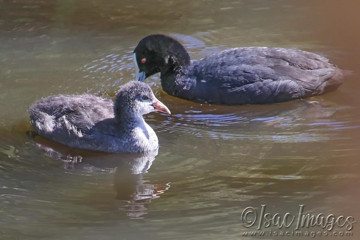 Click image for larger version

Name:	4246-Coot_and_Juvenile.jpg
Views:	65
Size:	95.1 KB
ID:	483001