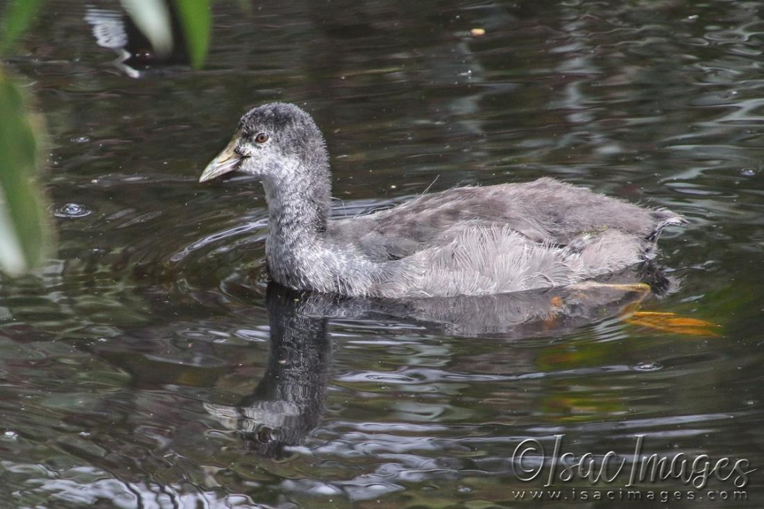 Click image for larger version

Name:	4498-Juvenile_Coot.jpg
Views:	65
Size:	112.1 KB
ID:	483002