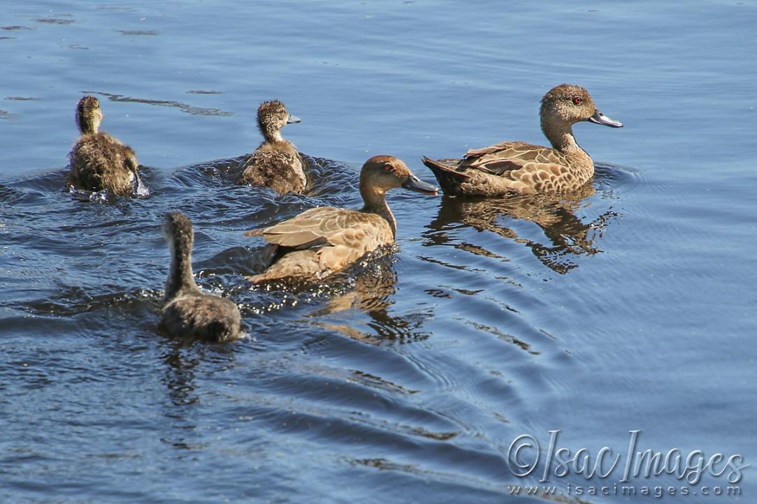 Click image for larger version

Name:	4257-Grey_Teal_Ducks.jpg
Views:	39
Size:	111.6 KB
ID:	483018