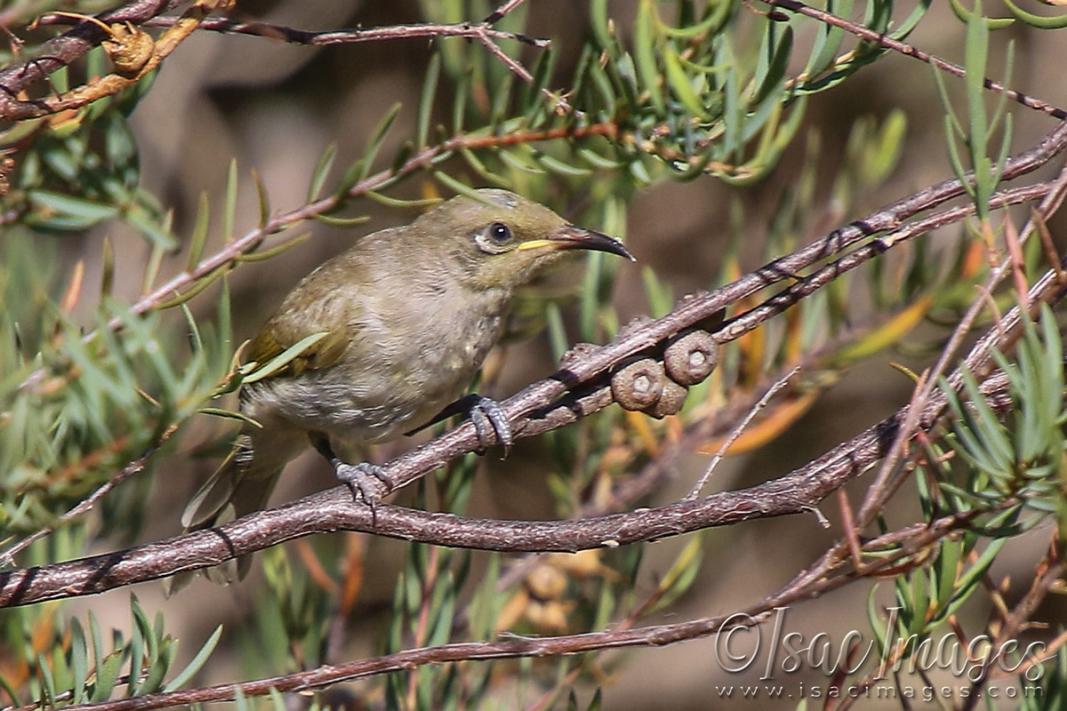 Click image for larger version

Name:	4350-Brown_Honeyeater.jpg
Views:	83
Size:	123.7 KB
ID:	483022