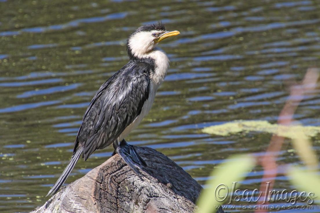 Click image for larger version

Name:	4355-Little_Pied_Cormorant.jpg
Views:	58
Size:	106.6 KB
ID:	483025