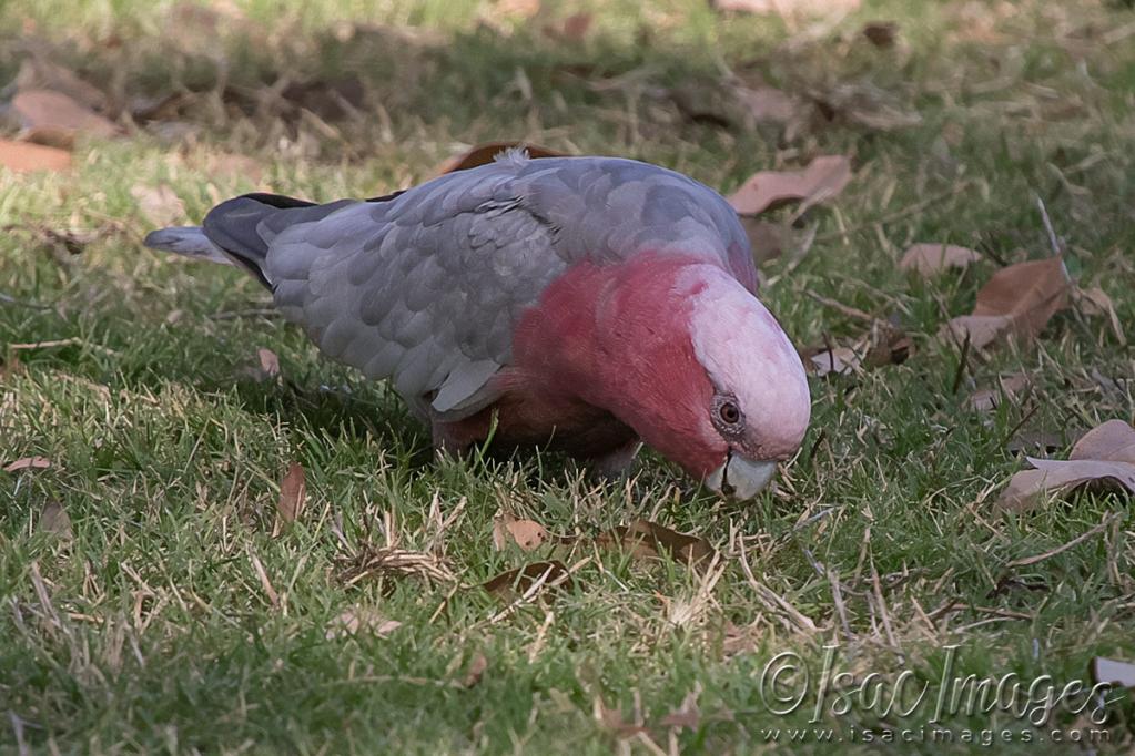 Click image for larger version

Name:	4929-Pink_&amp;_Grey_Galah.jpg
Views:	40
Size:	129.5 KB
ID:	483182