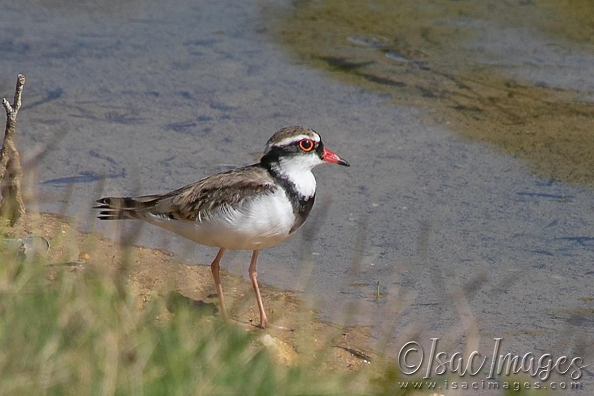 Click image for larger version

Name:	4892-Black_fronted_Dotterel.jpg
Views:	36
Size:	101.7 KB
ID:	483185