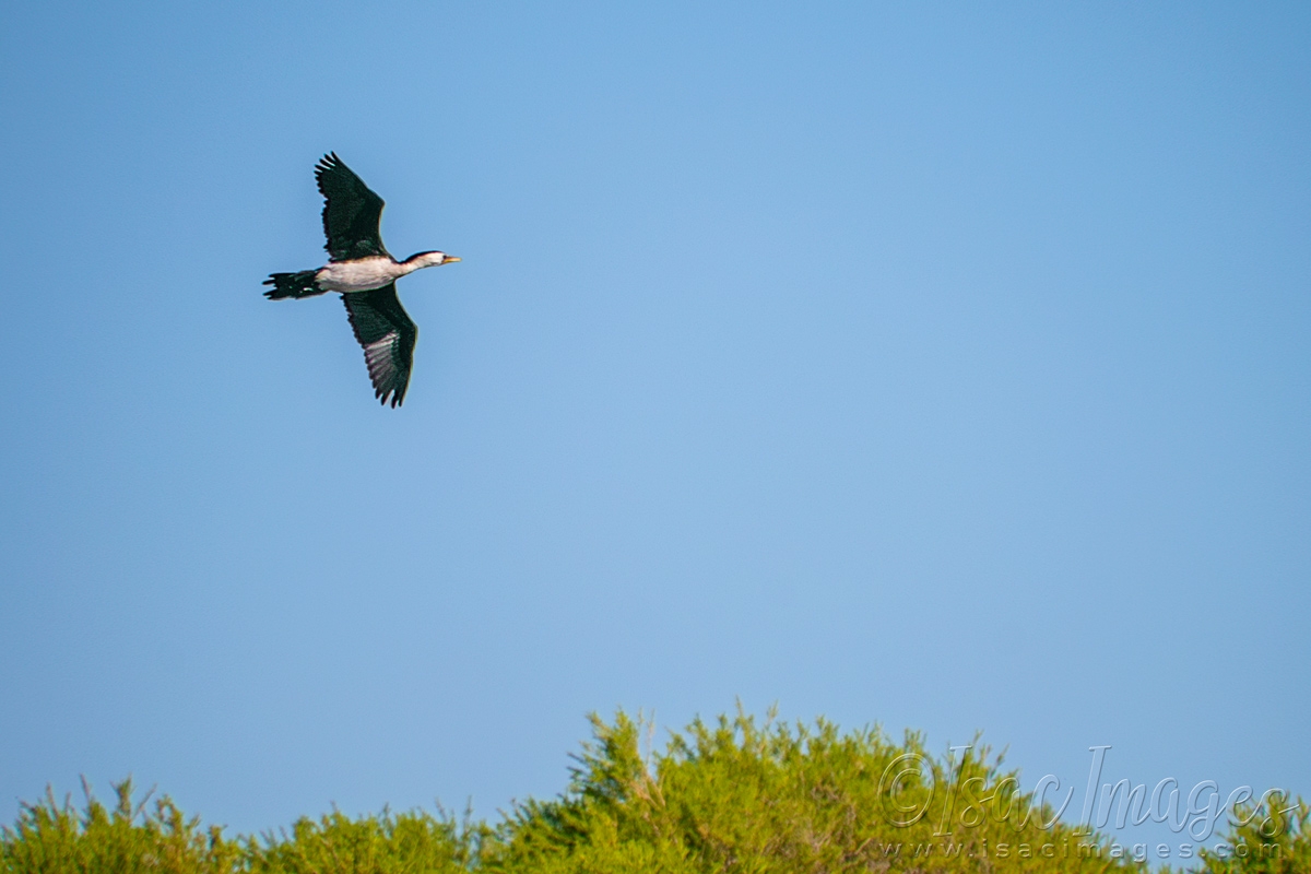 Click image for larger version

Name:	5002-Little_Pied_Cormorant.jpg
Views:	59
Size:	404.5 KB
ID:	483189