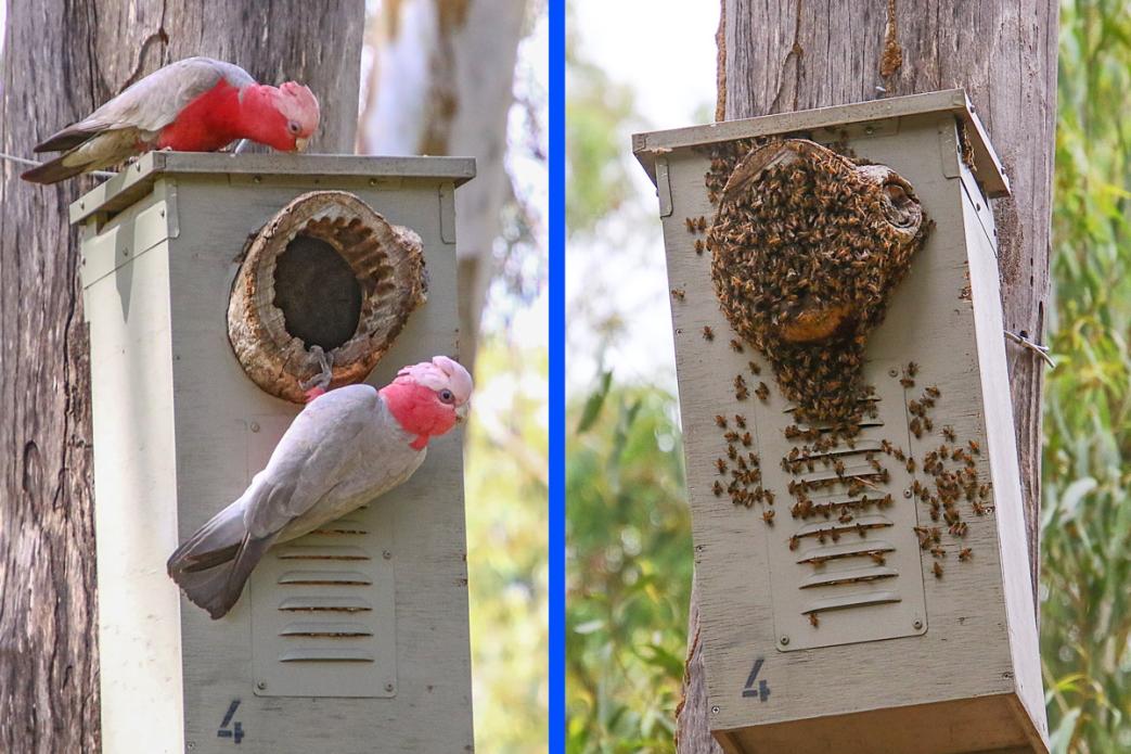 Click image for larger version

Name:	Galahs_Bees.jpg
Views:	99
Size:	116.7 KB
ID:	483406