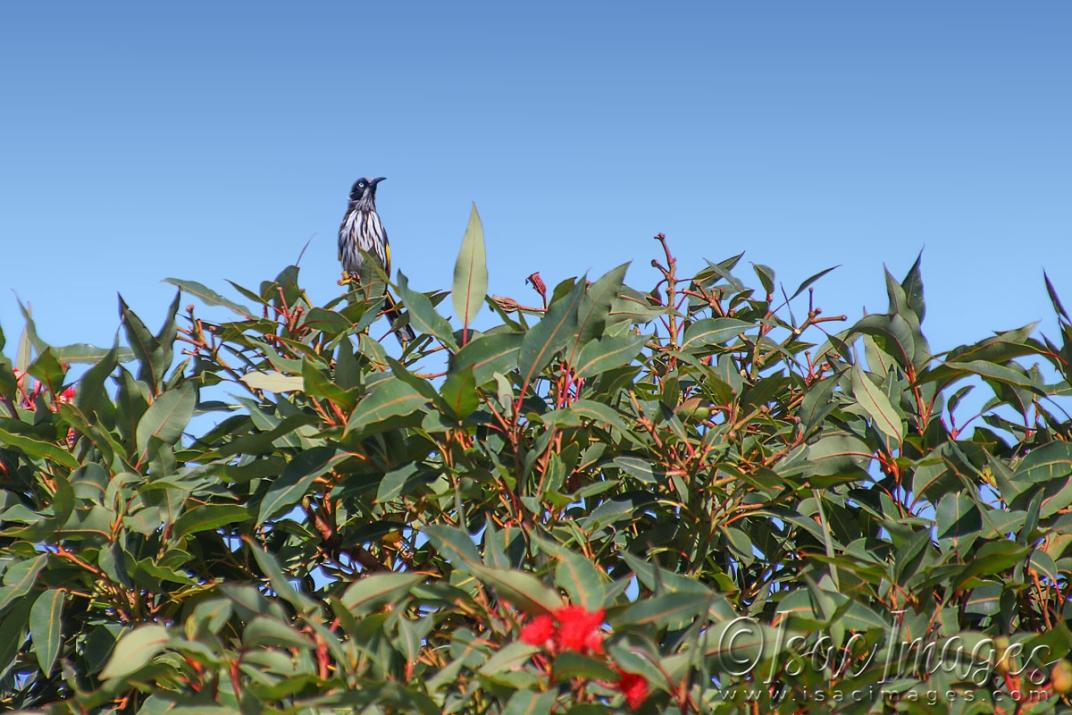 Click image for larger version  Name:	5726-New_Holland_Honeyeater.jpg Views:	0 Size:	123.2 KB ID:	483432